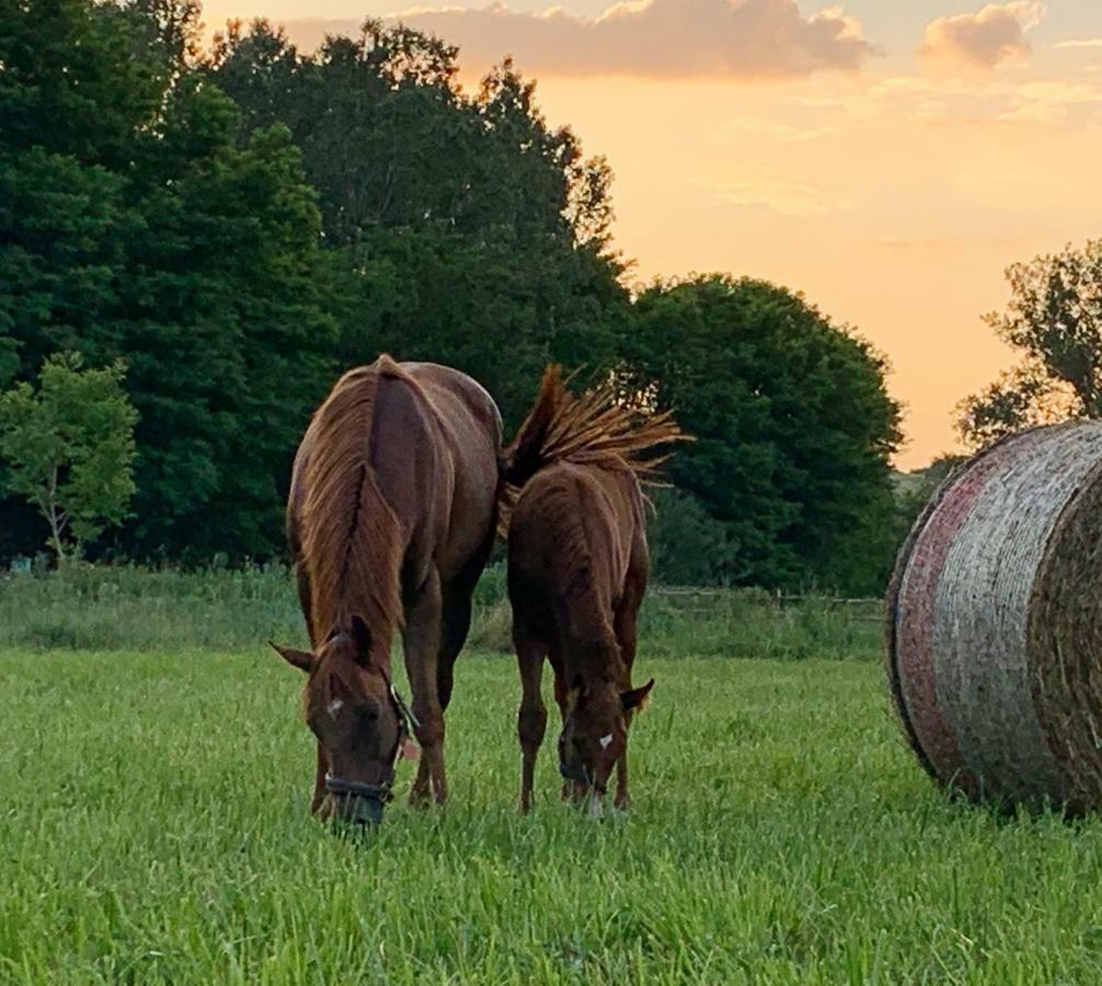 Capannacce Organic And Horse Farm Rapolano Terme Exterior foto